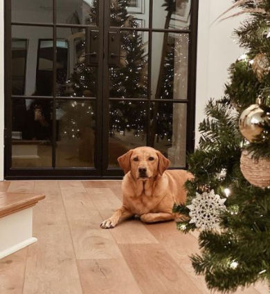 How is a Dutch Iron Door Suitable for Texan Families with Kids and Pets?