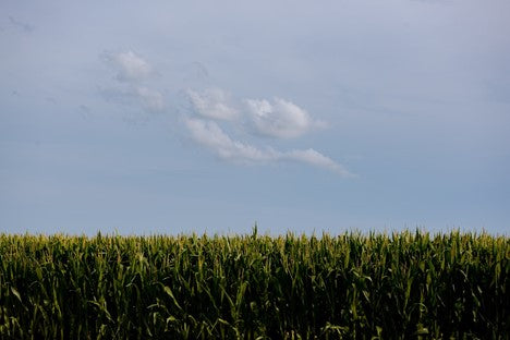 Ready To Give Your Home In Jackson A Makeover With Our World-Class Steel And Wrought Iron Doors?