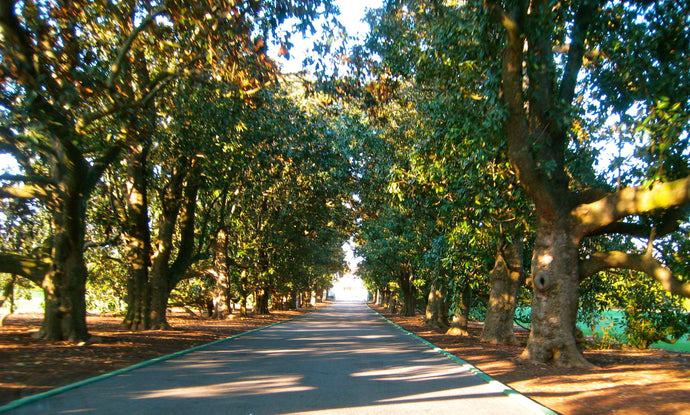 Wrought Iron Entry Front Doors in Martinez GA | Pinky's Iron Doors