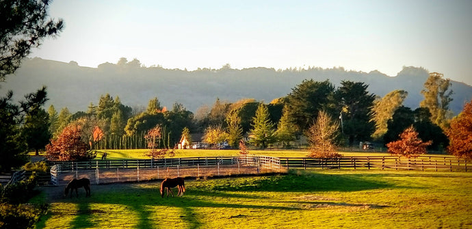 Wrought Iron Entry Front Doors in Santa Rosa CA | Pinky's Iron Doors